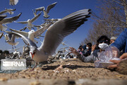 Beautiful presence of gulls in Iran