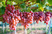 ۴۲۰ تن انگور شاهرود به روسیه و قزاقستان صادر شد