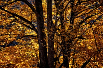 L'automne dans les forêts hyrcaniennes expose la magie de la nature dans chaque feuille. Le paysage intact et pittoresque de ces forêts en automne montre l'importance historique et la diversité végétale de ce trésor naturel iranien. 