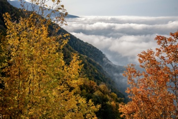 L'automne dans les forêts hyrcaniennes expose la magie de la nature dans chaque feuille. Le paysage intact et pittoresque de ces forêts en automne montre l'importance historique et la diversité végétale de ce trésor naturel iranien. 