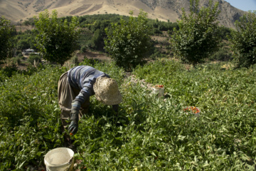 بحران زباله در سنندج؛ تهدیدی جدی برای محیط زیست و منابع آبی