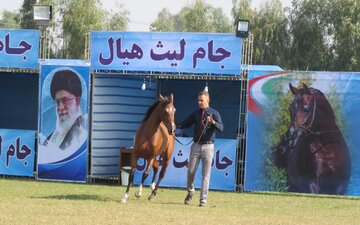 بیست و نهمین جشنواره قهرمانی زیبایی اسب اصیل ایرانی در گتوند