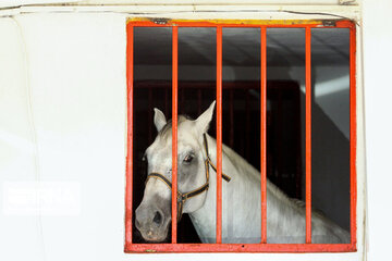 Caspian horse