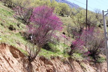 بهار زیبا در دره ارغوان