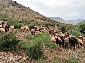 طرح مدیریت چرا و کنترل دام در ۱۹ روستای سقز اجرا شد