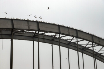 Iran’s Ahvaz in fog