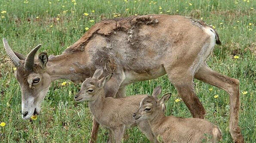 ورود به پارک های ملی بمو، قطرویه و بختگان فارس تا نیمه خرداد ممنوع است