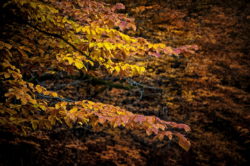 L'automne dans les forêts hyrcaniennes expose la magie de la nature dans chaque feuille. Le paysage intact et pittoresque de ces forêts en automne montre l'importance historique et la diversité végétale de ce trésor naturel iranien. 