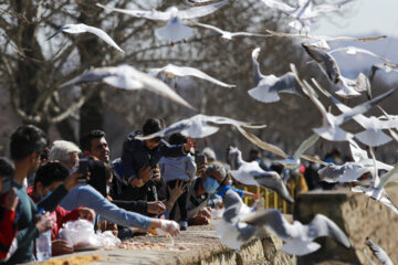 کاکایی ها در شیراز