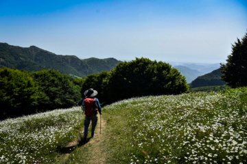 Wandering in Nature