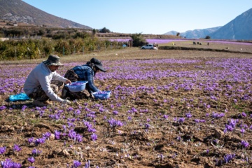 Cosecha de azafrán en el norte de Irán