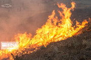 آتش سوزی ۲ عرصه جنگلی آزادشهر مهار شد
