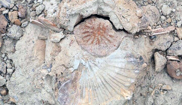  فسیل‌های جانوری قدیمی در کوه‌های روستای رودیک چابهار کشف شد