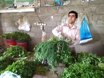 بوکان يكي از قطب هاي مهم توليد سبزي در آذربايجان غربي است