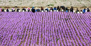 افزون بر یک تن زعفران کشاورزان تربت‌حیدریه خریداری ‌شد