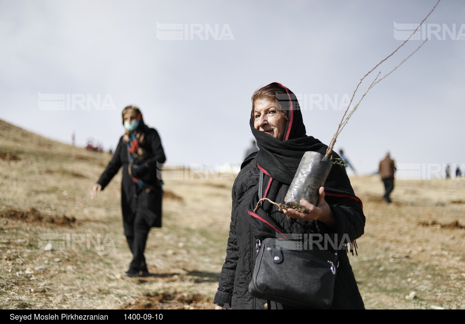 پویش مردمی بذرکاری برای احیای جنگل های زاگرس