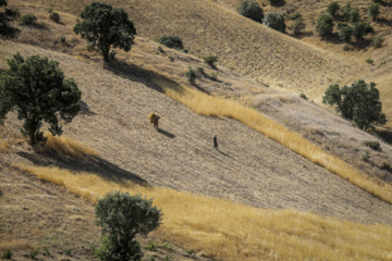 Traditional wheat harvest in western Iran