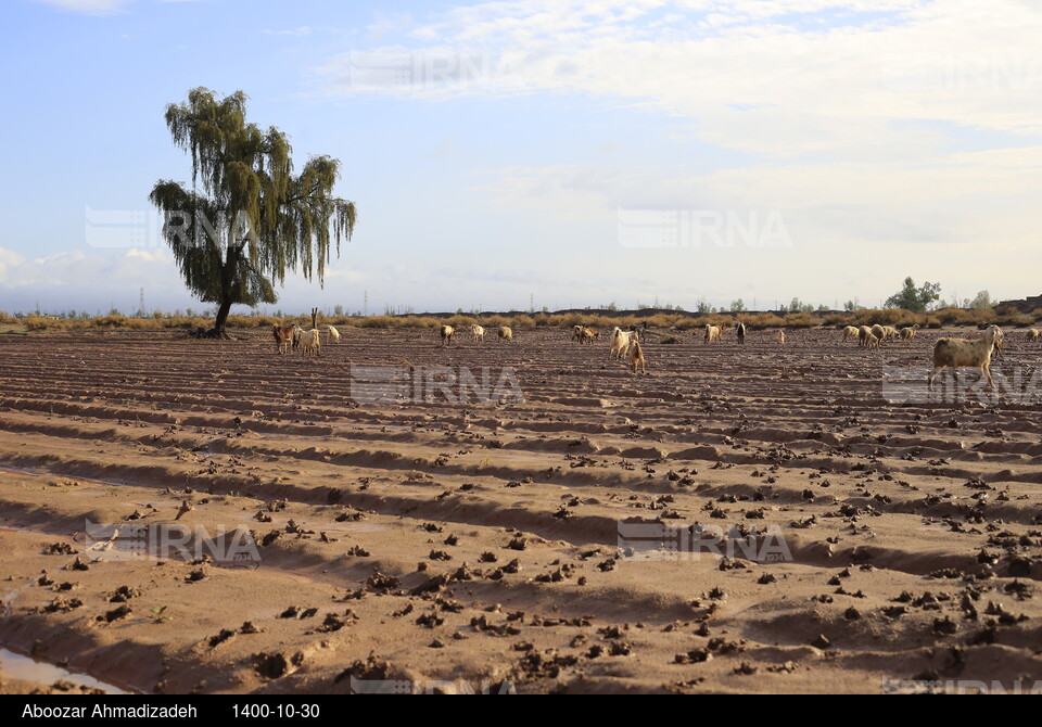 سیلاب در جنوب کرمان