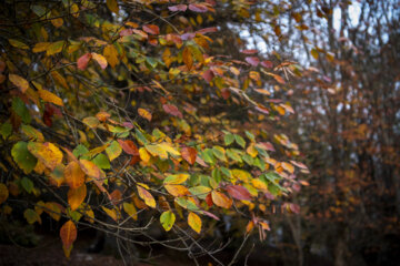 Espectáculo de color cuando el otoño llega a Mazandarán