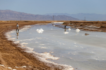 برداشت سنتی نمک