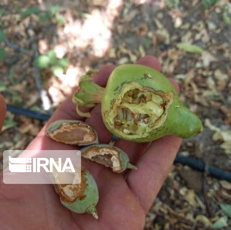 باغداران خفر فارس با هجوم موش‌ها مواجه شدند