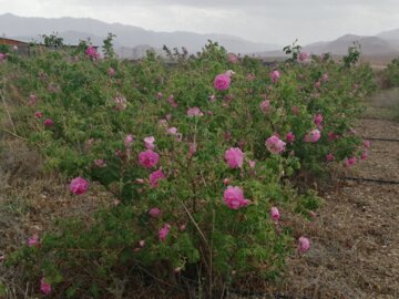 روزهای پایانی برداشت گل محمدی در دامغان