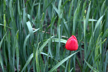 مزرعه گل های لاله در روستای اسپره خون