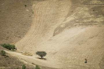 Traditional wheat harvest in western Iran