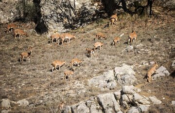 تهدید زیستمندان گلستان در گرمای ۵۰ درجه، کم‌آبی و آتش‌سوزی 