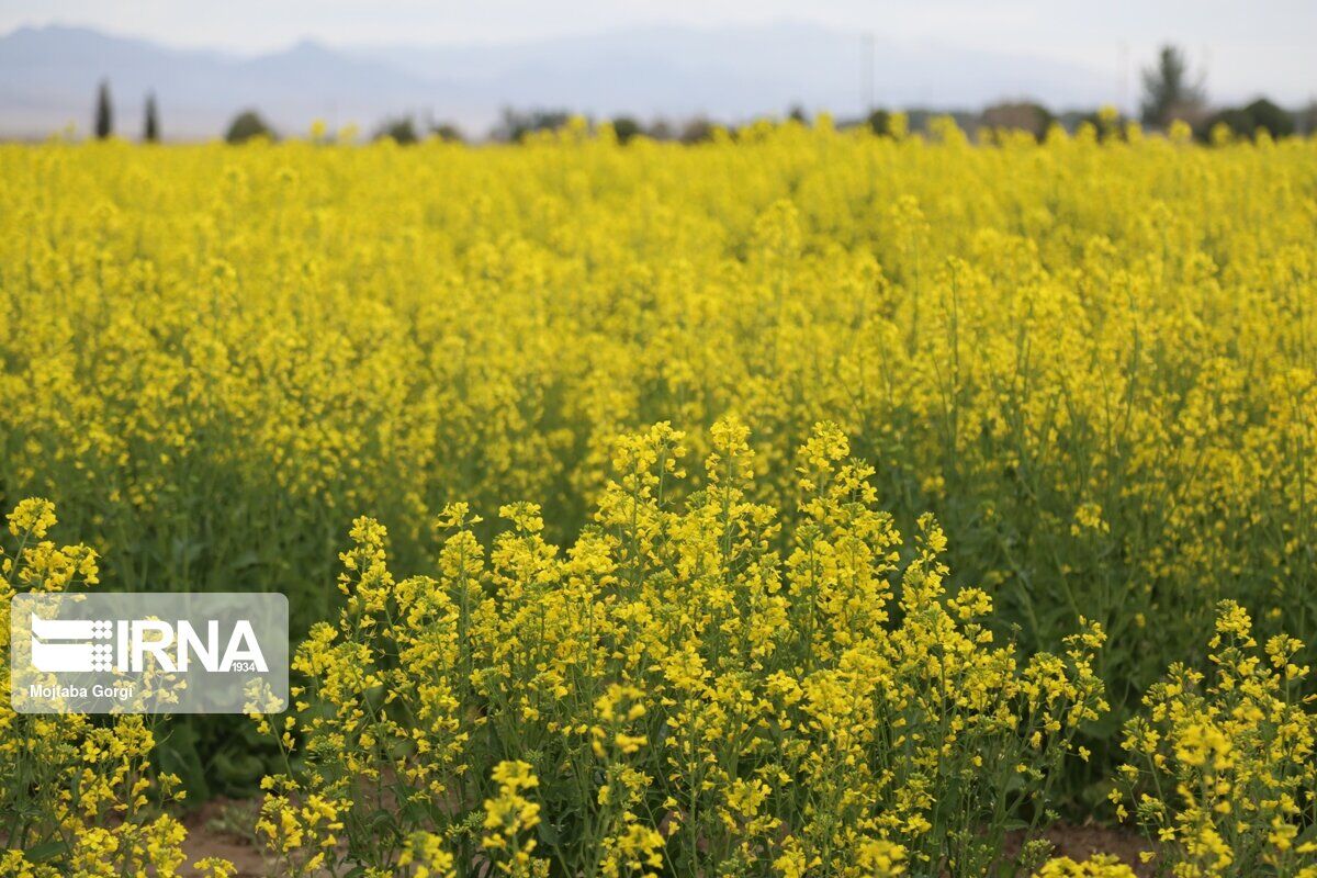 یک هزار و 138 تن کلزا در استان مرکزی خریداری شد