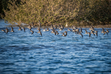 World Migratory Bird Day