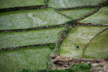 Terraced cultivation of rice in northern Iran