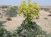 ۲ هزار و ۲۳۶ کیلوگرم باریجه در خراسان شمالی برداشت شد