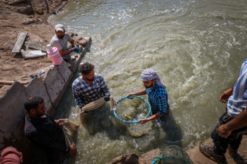 Cosecha de camarones en Chavibdeh 