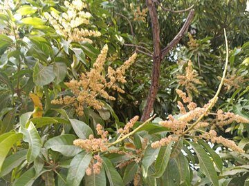 شکوفه دهی انبه در بلوچستان