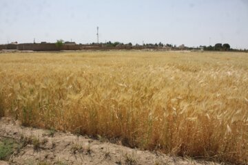 مزارع گندم وجو در سمنان