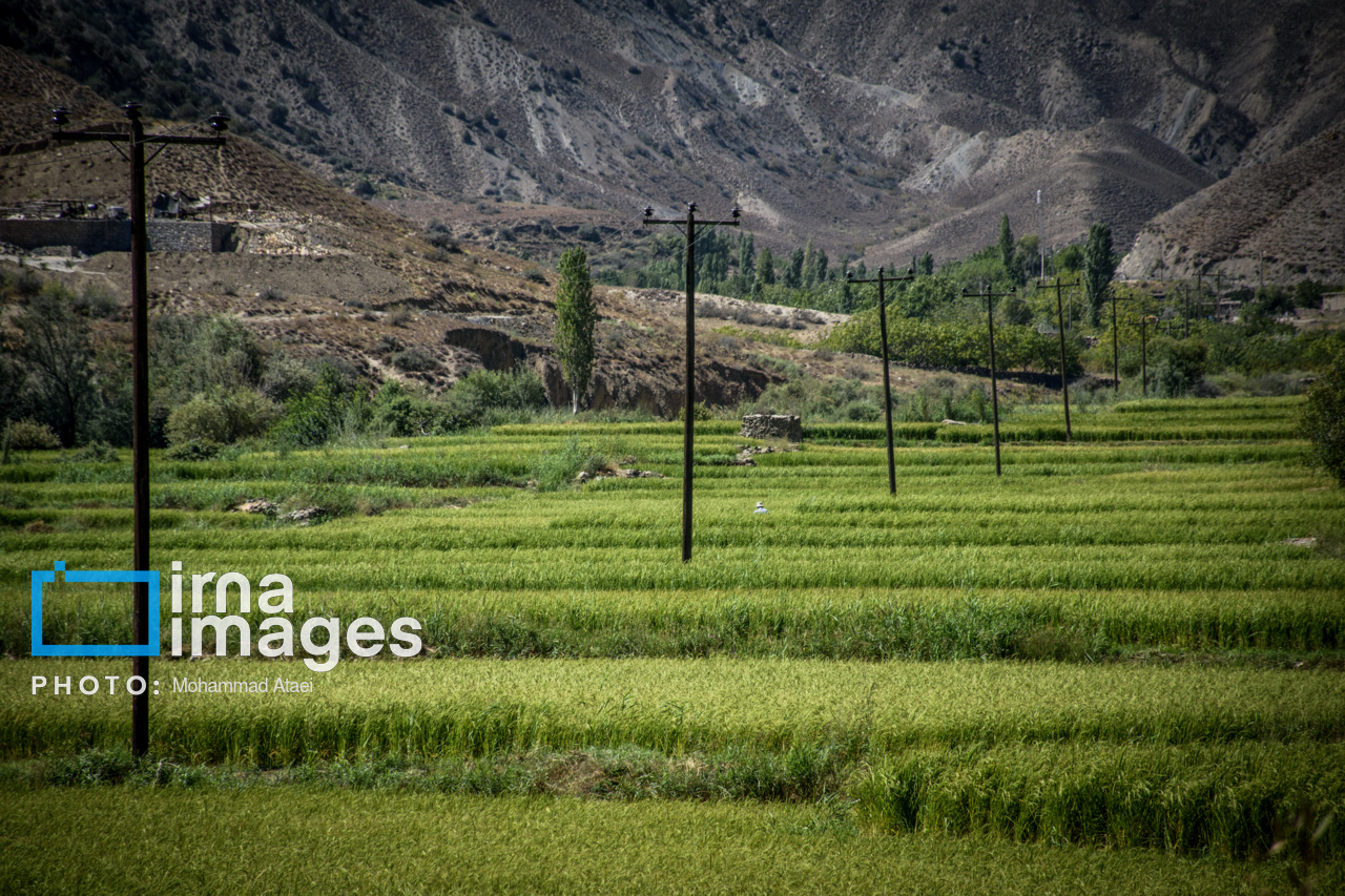 کشت پلکانی شالی در ارتفاعات استان گلستان