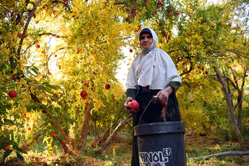 انار قصردشت شیراز