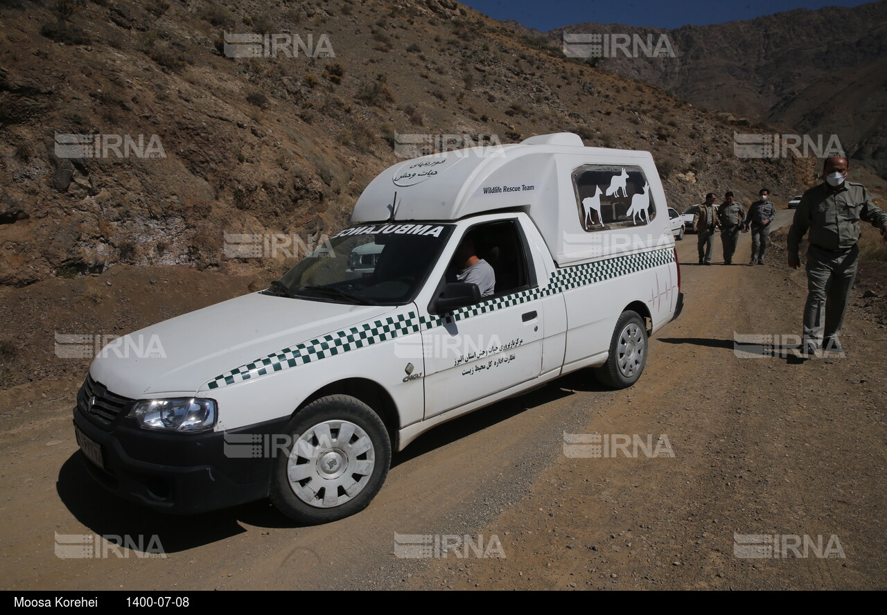 رها سازی پرندگان شکاری