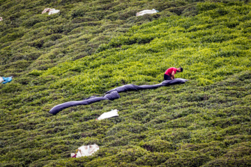 Lahijan tea