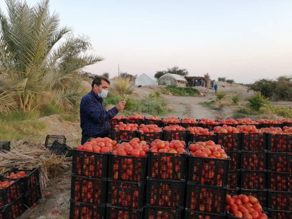 آیا گوجه فرنگی بوشهر قیمت بازار تهران را می‌شکند؟