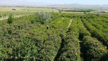 برداشت گل محمدی از مزارع «خوش آباد» ملایر