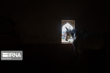 Endurance riding competition in Iran