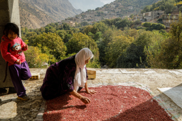 برداشت انار در «هورامان»