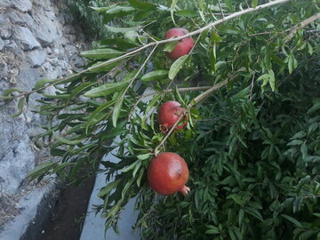 انارستان های زردویی پاوه