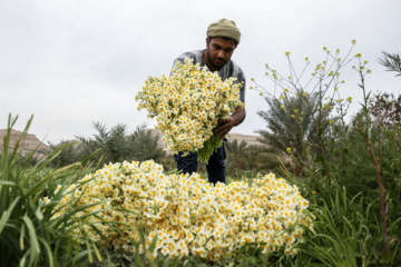 La récolte des narcisses en Iran 