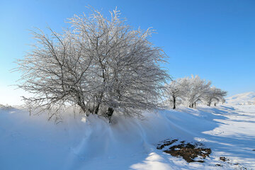 Snowy day 