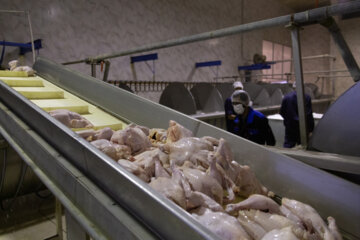 تولید مرغ در خراسان جنوبی ۳۰ درصد افزایش یافت