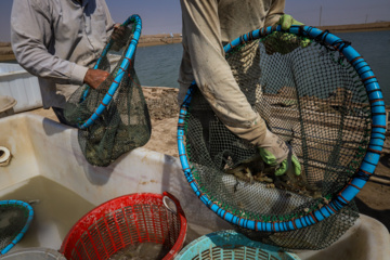 Cosecha de camarones en Chavibdeh 