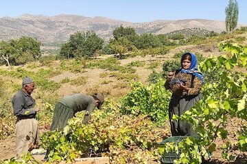 برداشت انگور از باغات بانه